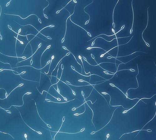 Billy Plus -artificial insemination in sheep