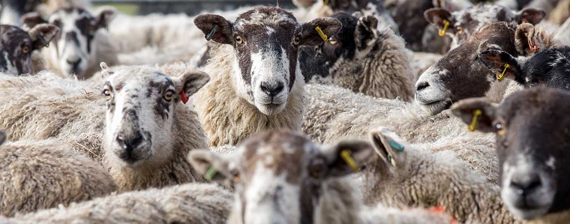 sheep-sexing-ireland